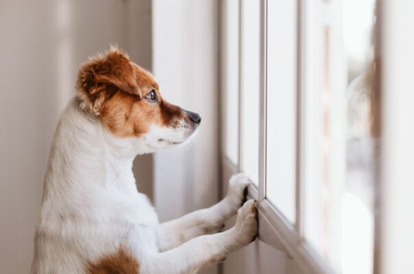 Paws and Claus: Ensuring Your Dog's Safety During Holiday Festivities