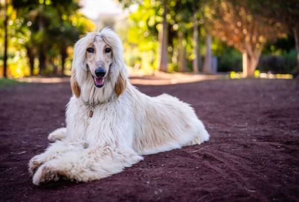 Long and Lovable: Exploring the Charm of Dogs with Adorably Long Noses